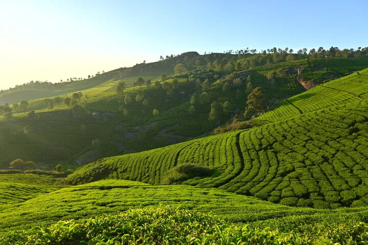 Ooty Tea Estates