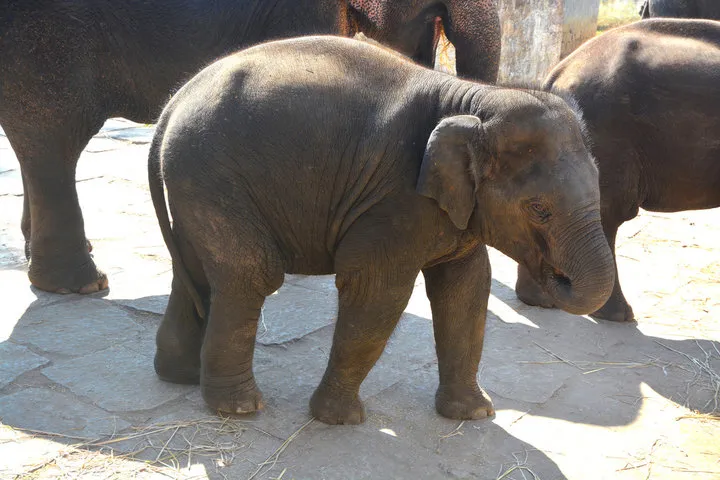 Dubare Elephant Camp